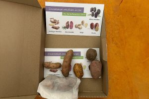 Kartoffelaktion gestartet