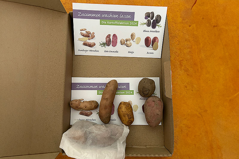 Kartoffelaktion gestartet